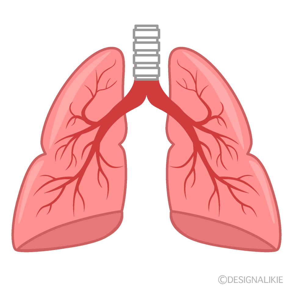 肺胞