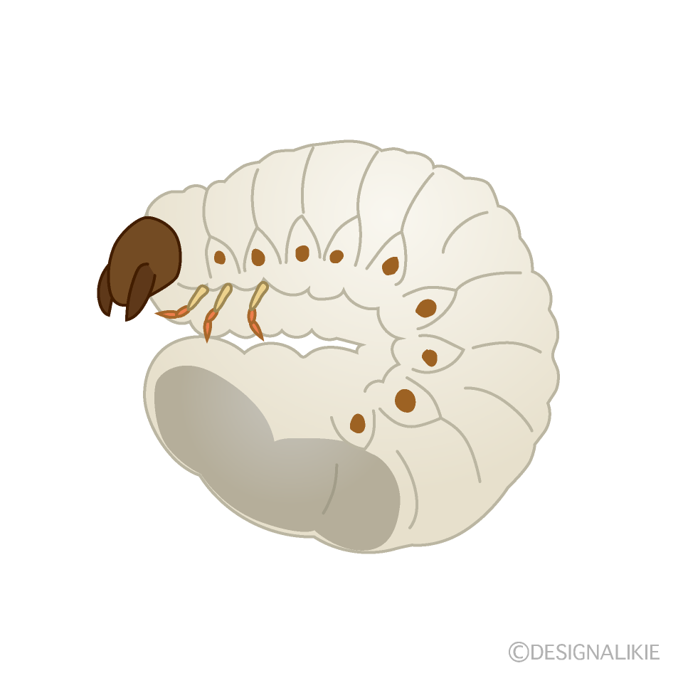 カブトムシの幼虫イラストのフリー素材 イラストイメージ