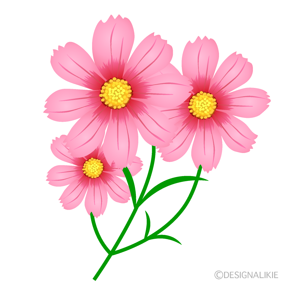 ピンクのコスモスの無料イラスト素材 イラストイメージ