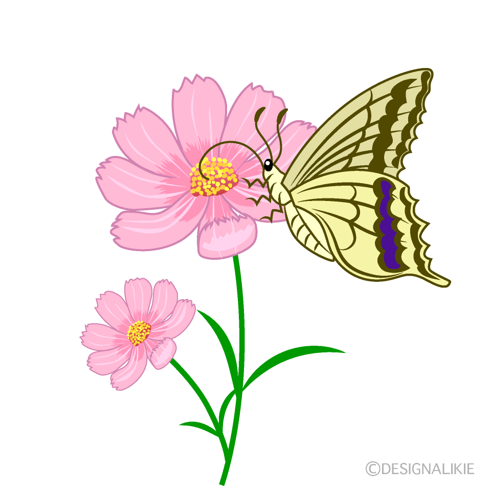 蝶々とコスモスイラストのフリー素材 イラストイメージ