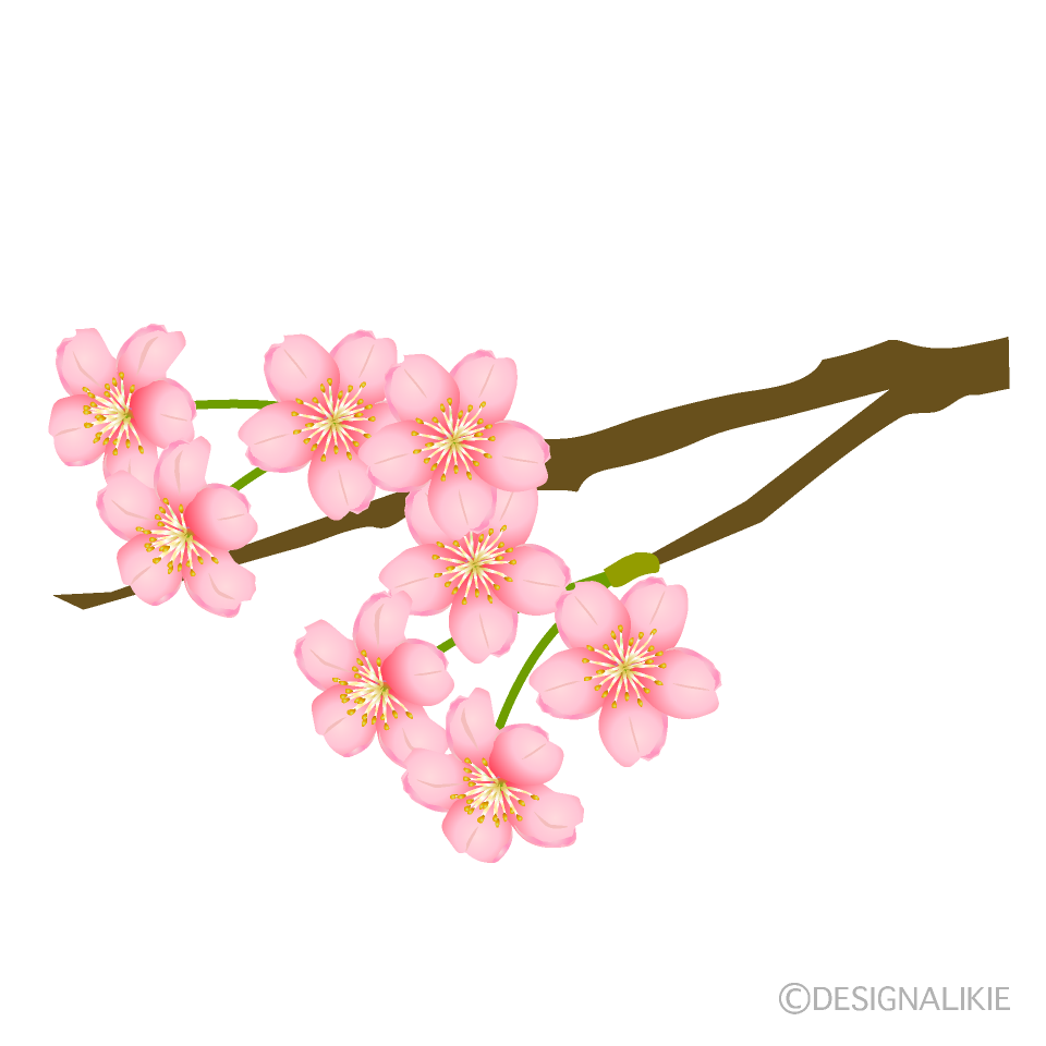 枝に咲く桜の花イラストのフリー素材 イラストイメージ
