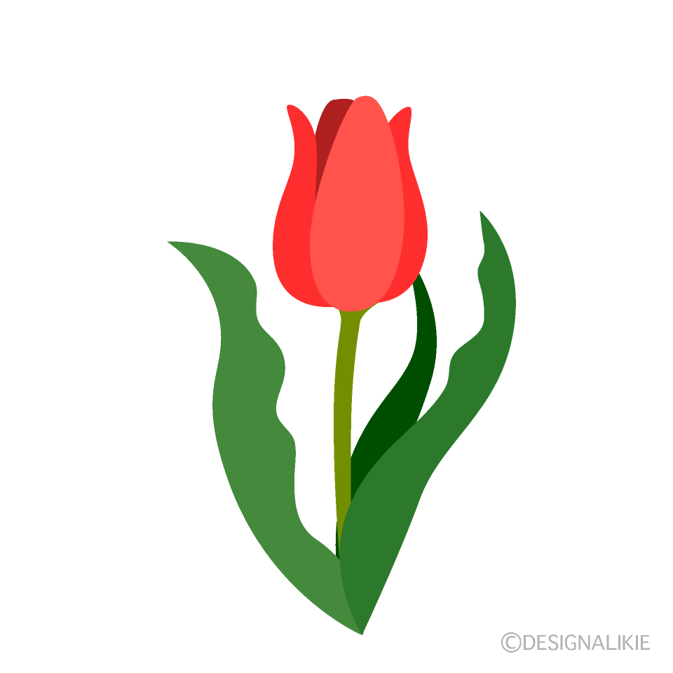チューリップの花の無料イラスト素材 イラストイメージ