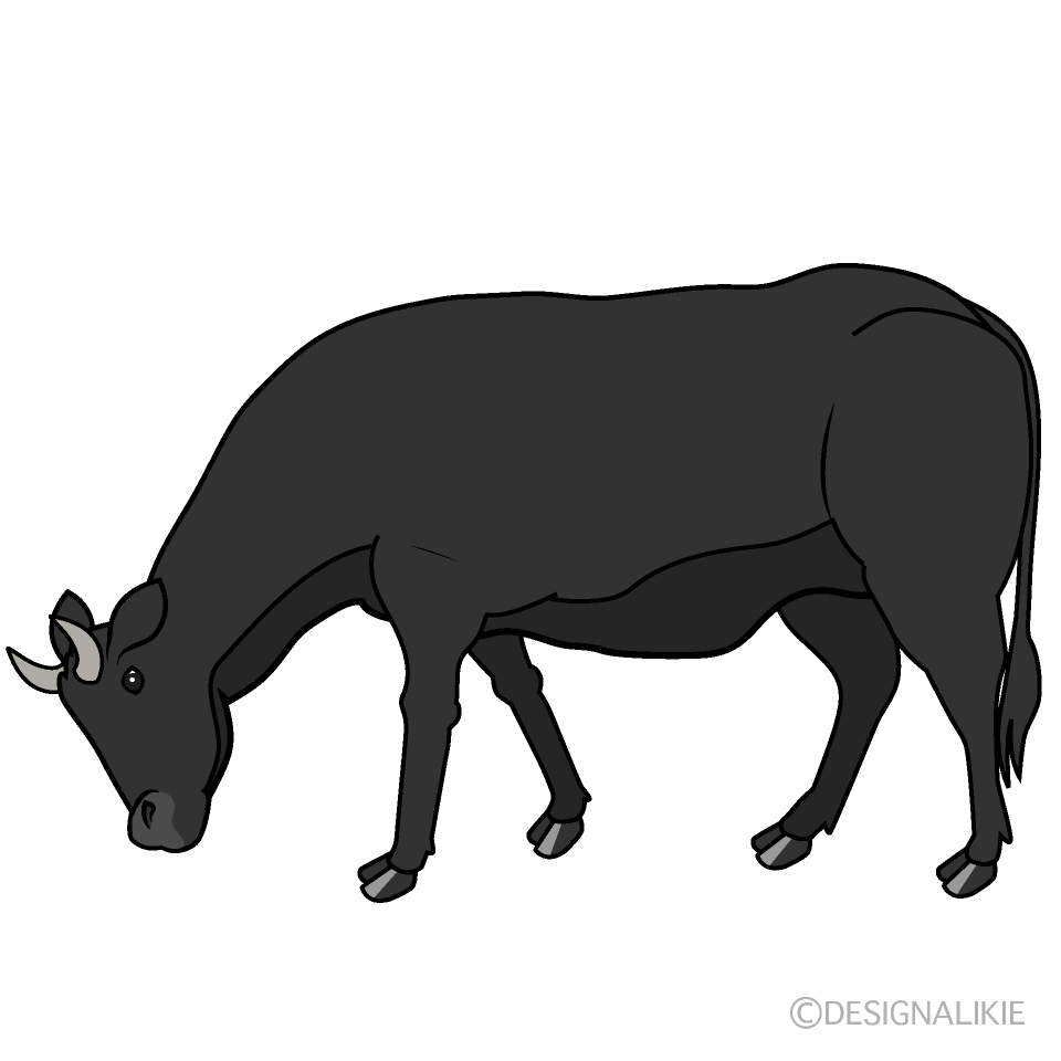 草を食べる黒牛イラストのフリー素材 イラストイメージ