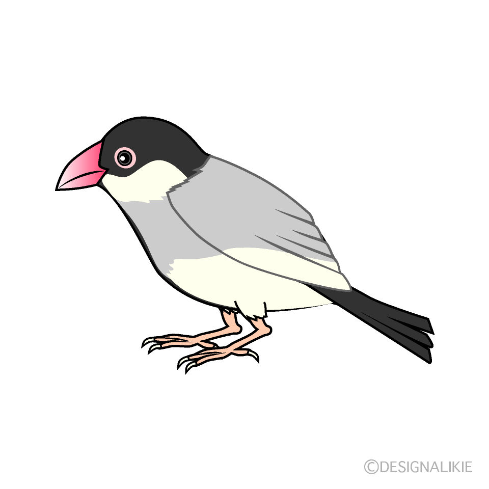 美しい花の画像 ベスト50 文鳥 イラスト かわいい