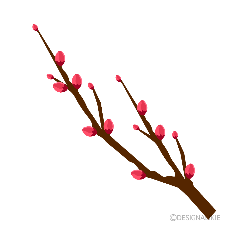 梅の花つぼみイラストのフリー素材 イラストイメージ
