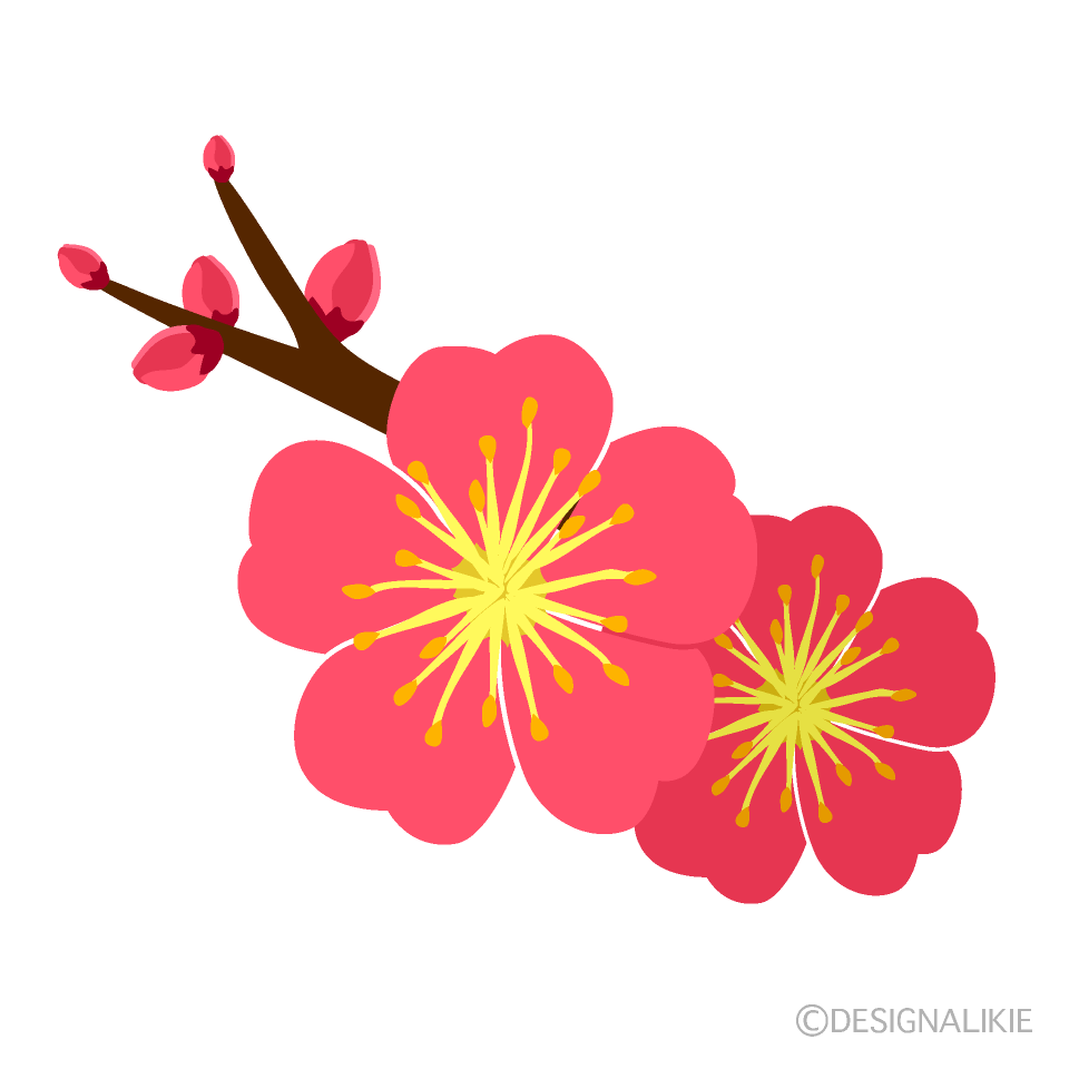 梅の花とつぼみイラストのフリー素材 イラストイメージ