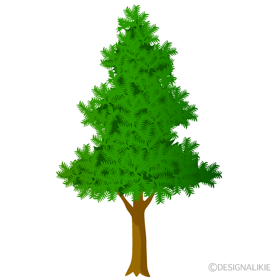 針葉樹の無料イラスト素材 イラストイメージ