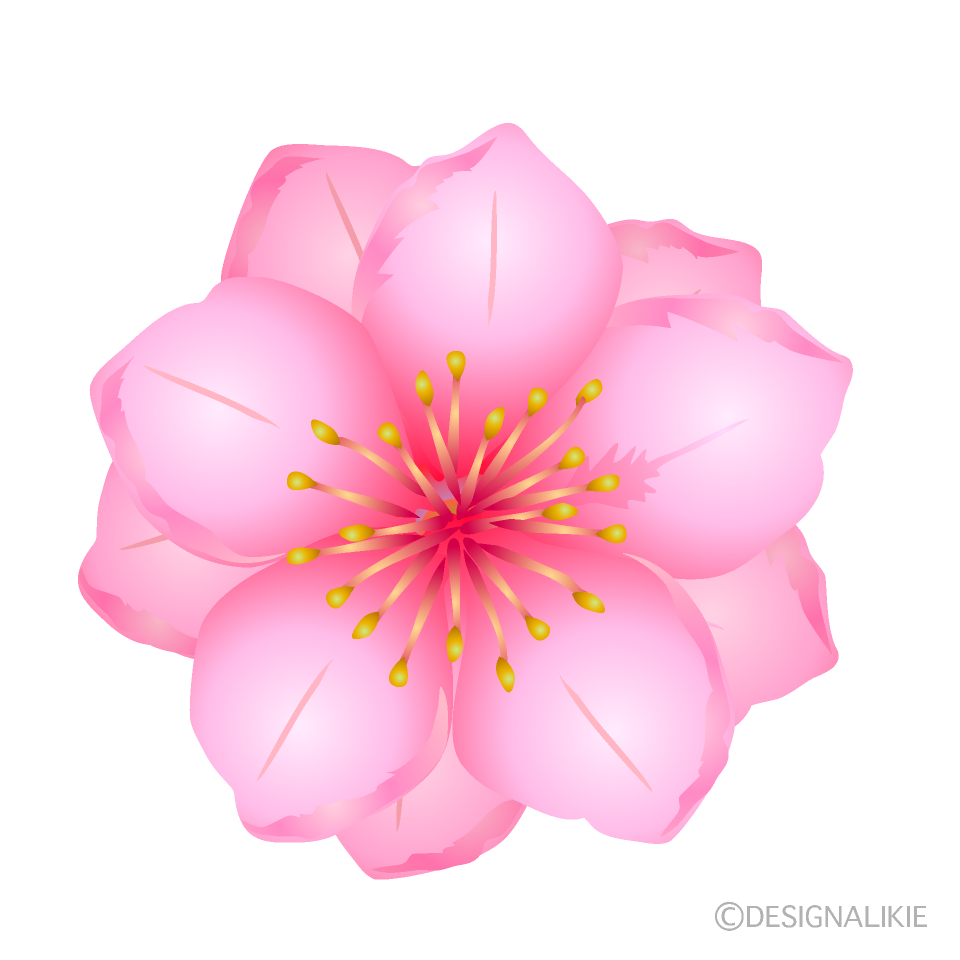 ２個の桃の花イラストのフリー素材 イラストイメージ