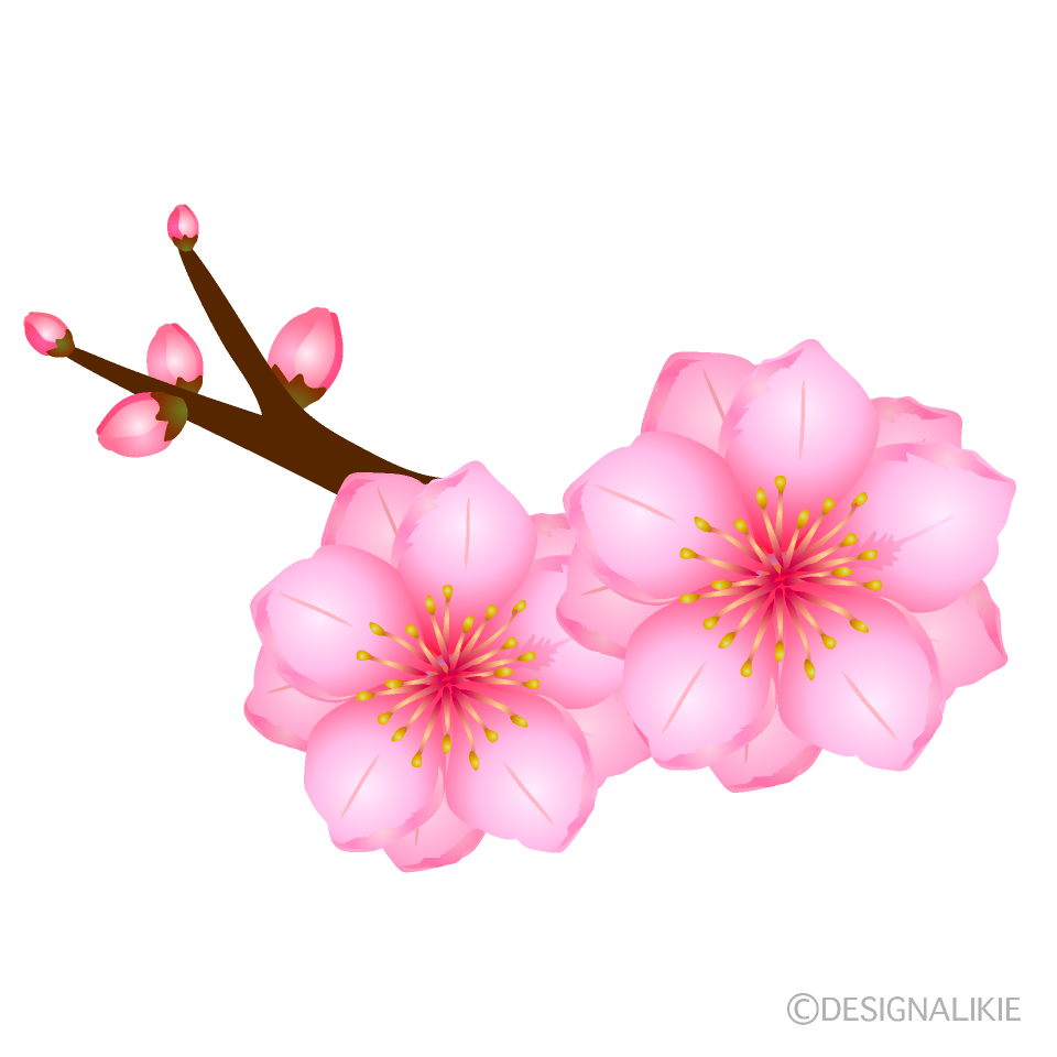 桃の花とつぼみイラストのフリー素材 イラストイメージ