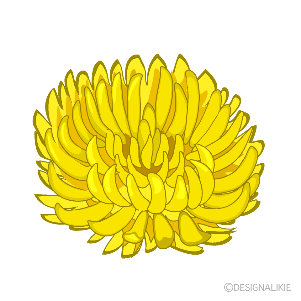 黄色の菊の花イラストのフリー素材 イラストイメージ