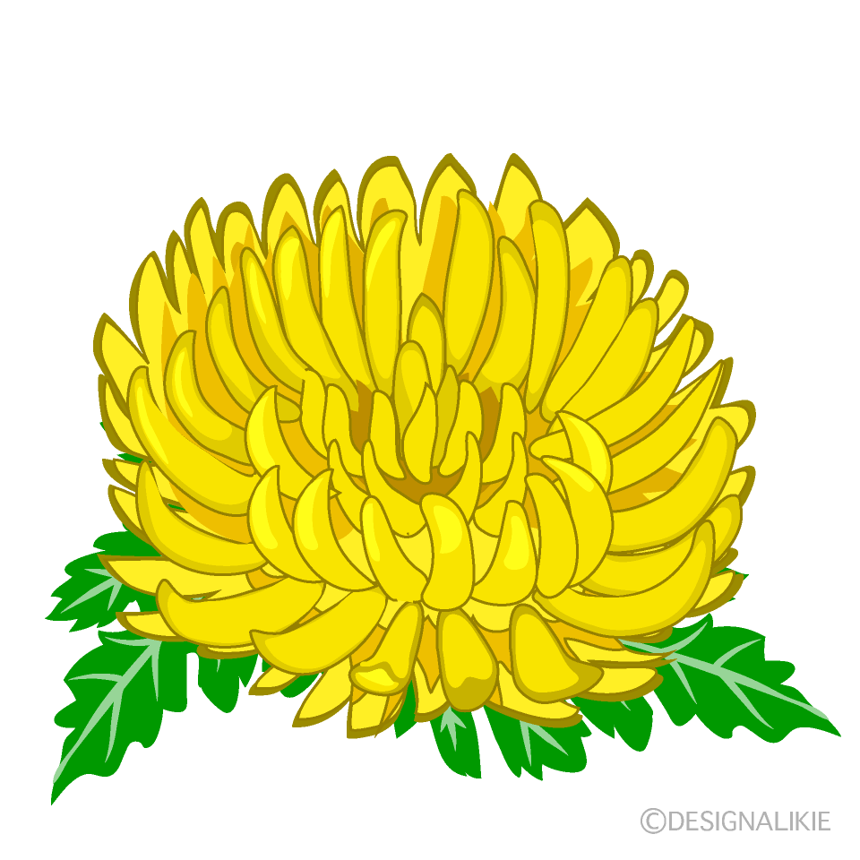 黄色の菊イラストのフリー素材 イラストイメージ