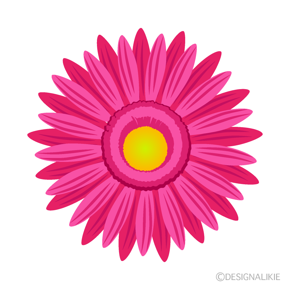 ピンクガーベラの花の無料イラスト素材 イラストイメージ