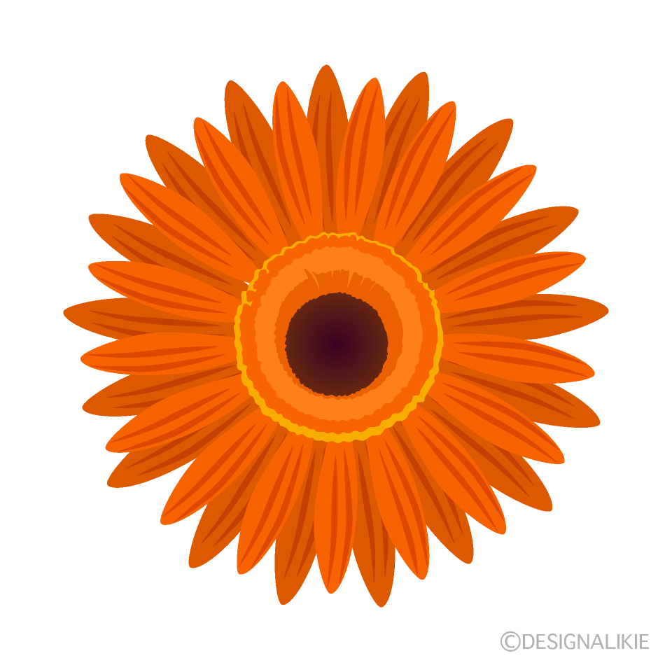 オレンジガーベラの花イラストのフリー素材 イラストイメージ