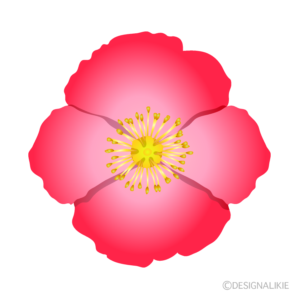 ピンクポピーの花の無料イラスト素材 イラストイメージ