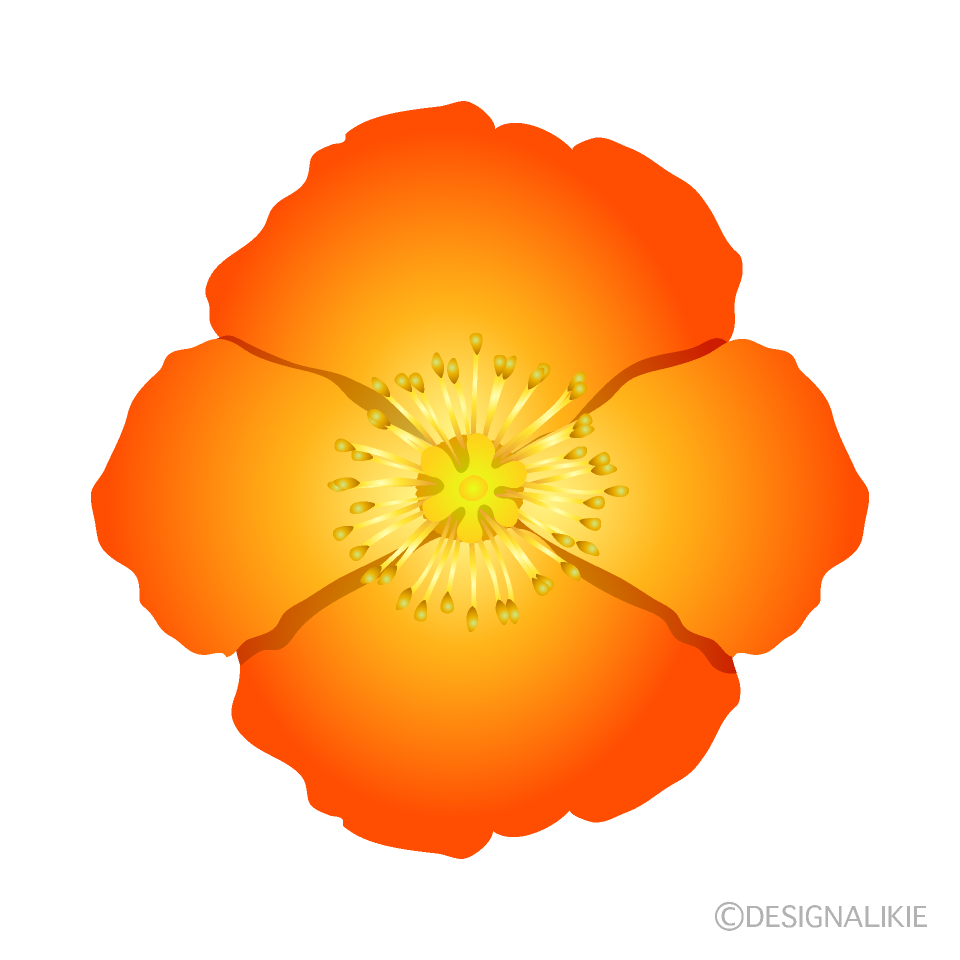 オレンジポピーの花イラストのフリー素材 イラストイメージ