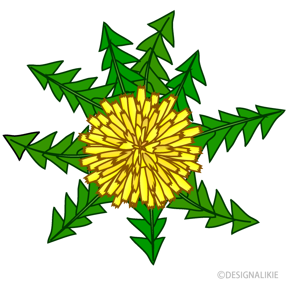 タンポポの花の無料イラスト素材 イラストイメージ
