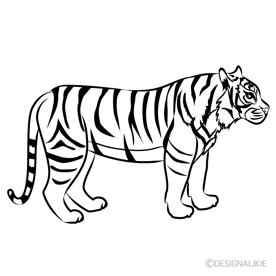 虎の線画の無料イラスト素材 イラストイメージ