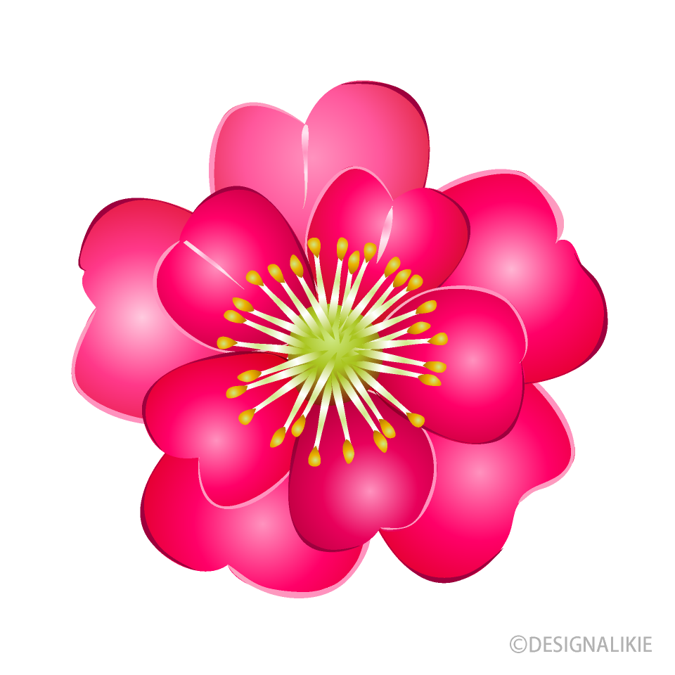 山茶花の花イラストのフリー素材 イラストイメージ