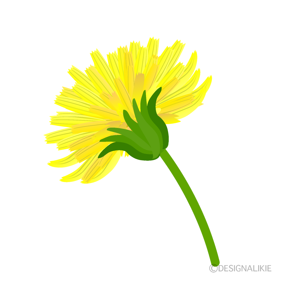 横から見たタンポポの花イラストのフリー素材 イラストイメージ