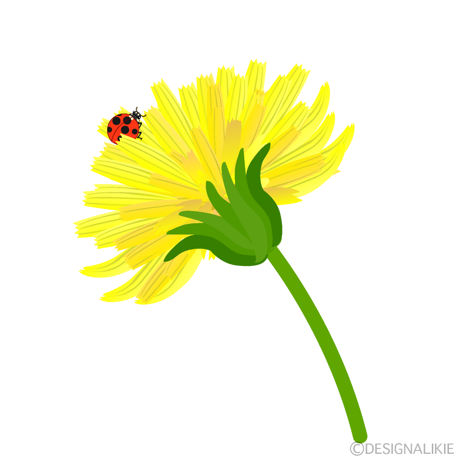タンポポ花とてんとう虫イラストのフリー素材 イラストイメージ