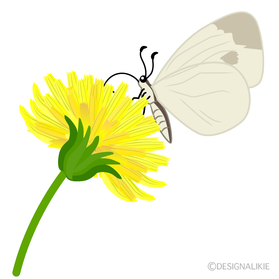 タンポポの花と蝶々の無料イラスト素材 イラストイメージ