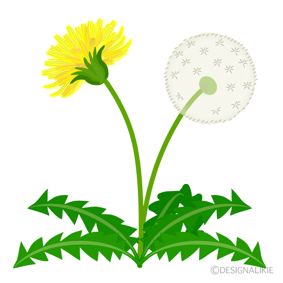 タンポポの花と綿毛イラストのフリー素材 イラストイメージ