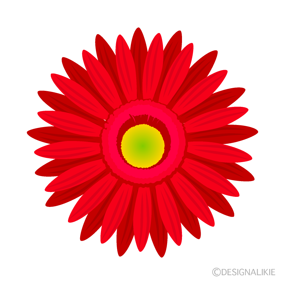 赤色ガーベラの花