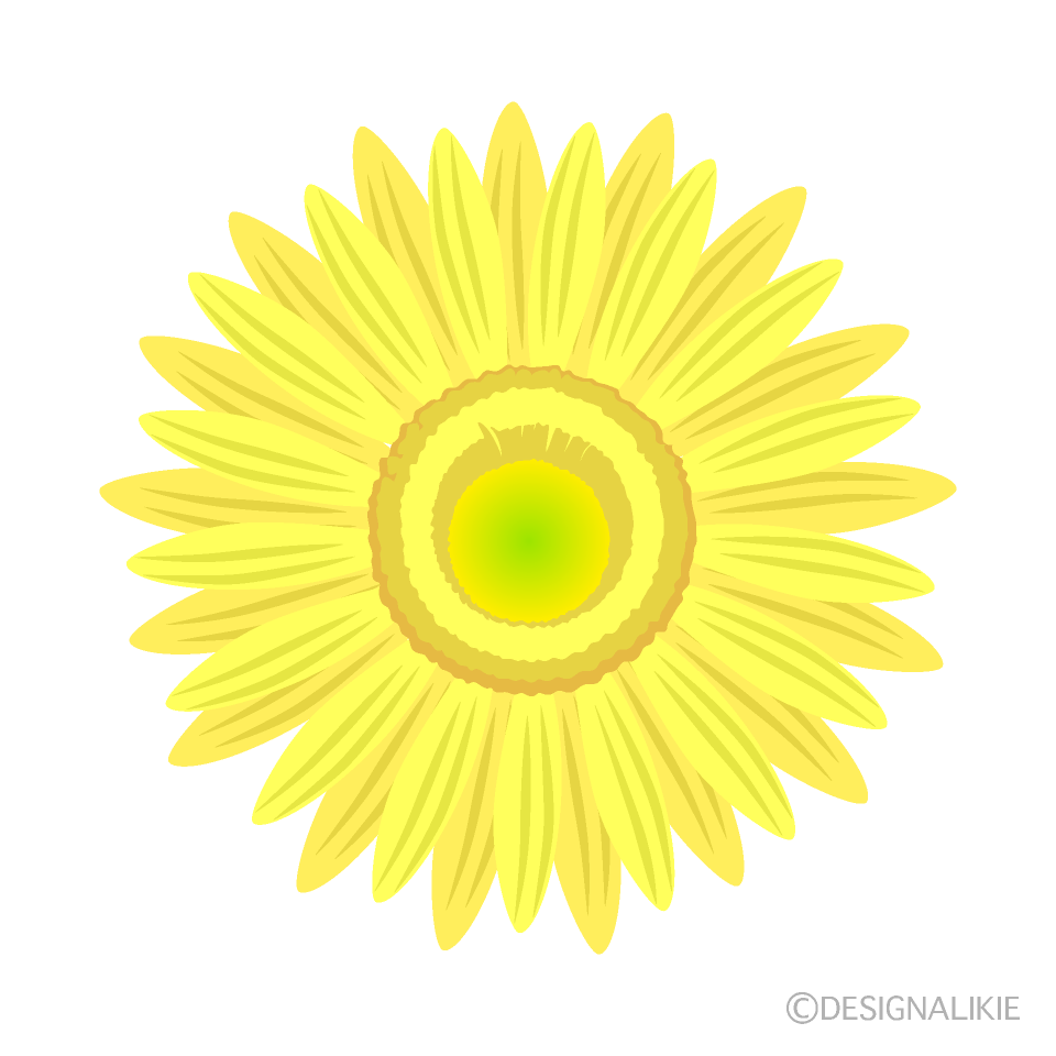 薄黄色ガーベラの花イラストのフリー素材 イラストイメージ