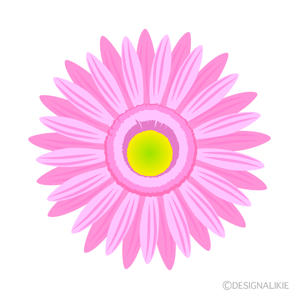 薄ピンクガーベラの花イラストのフリー素材 イラストイメージ