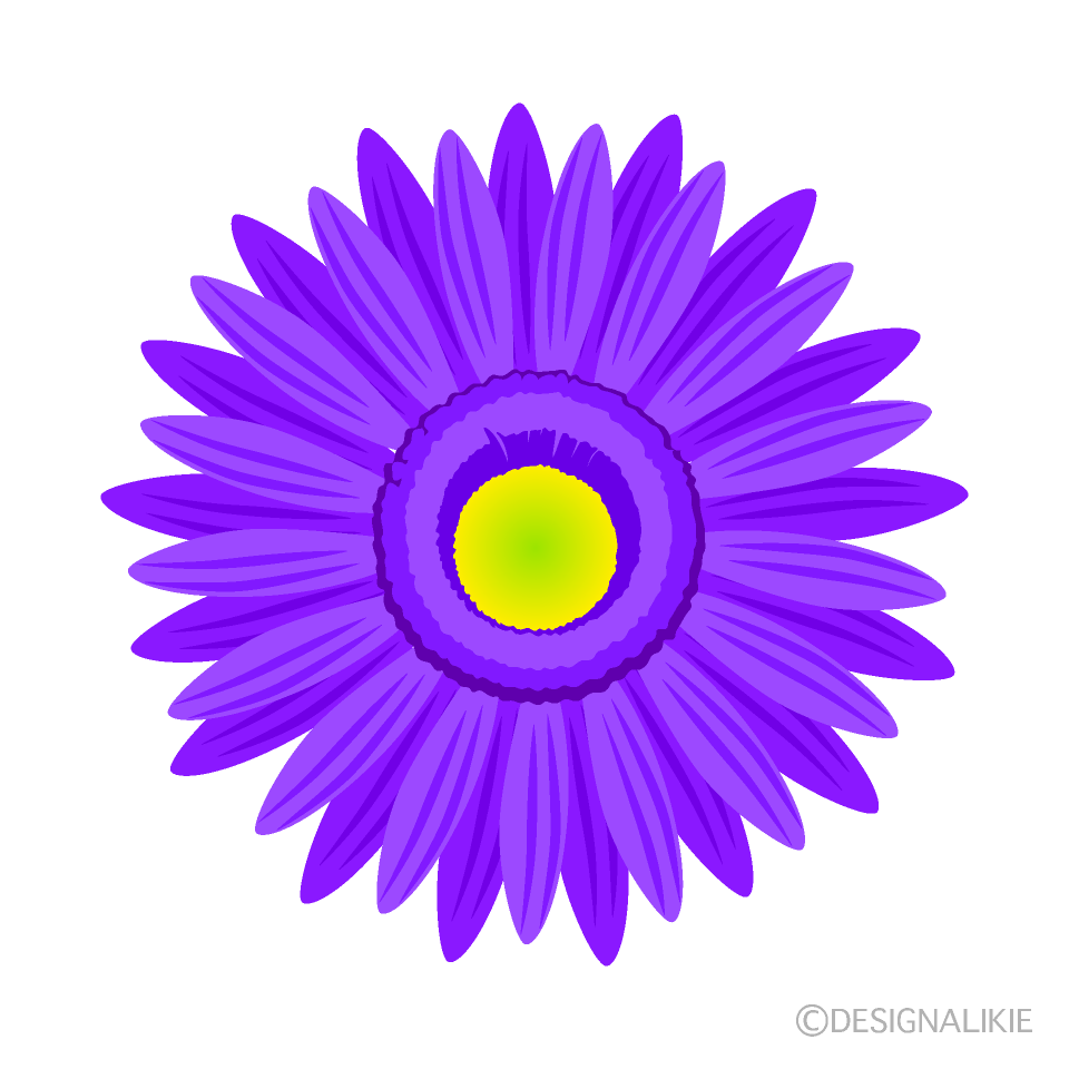 紫色ガーベラの花イラストのフリー素材 イラストイメージ