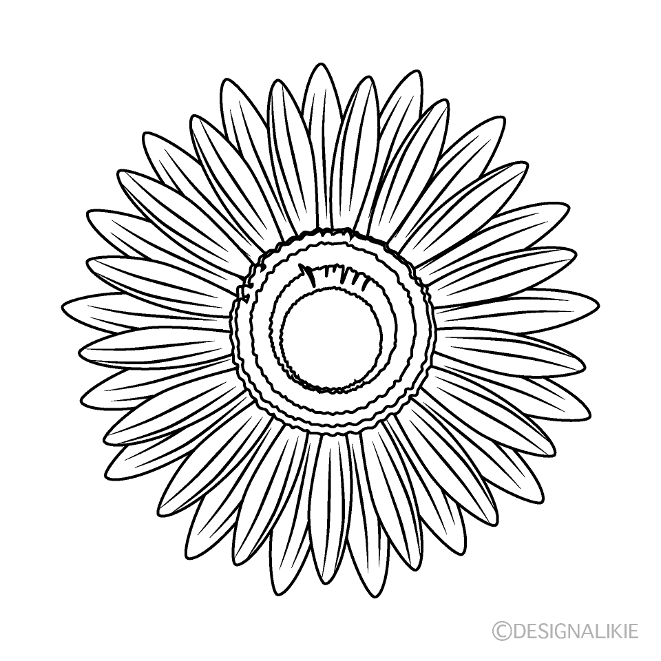 白黒ガーベラの花イラストのフリー素材 イラストイメージ