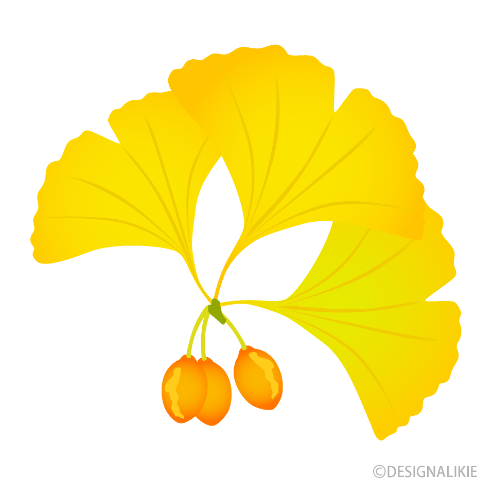 イチョウの葉と銀杏イラストのフリー素材 イラストイメージ
