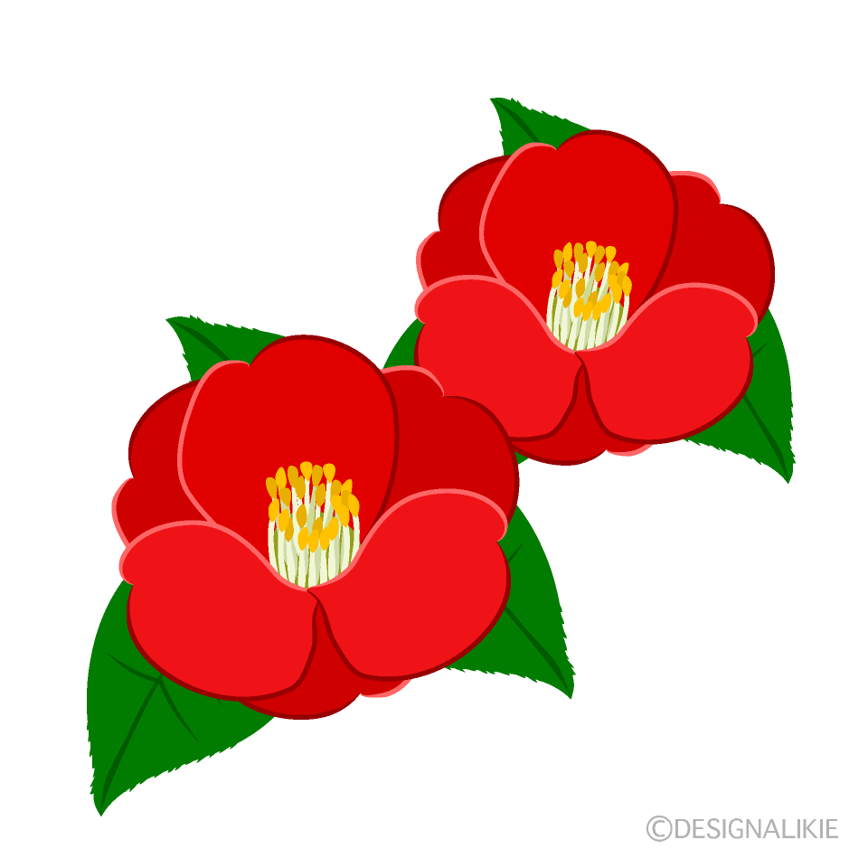 椿の花イラストのフリー素材 イラストイメージ