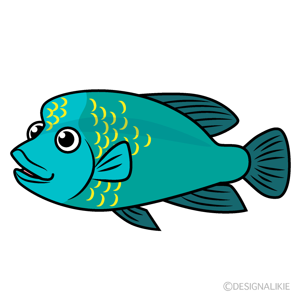 熱帯魚ナポレオンフィッシュ