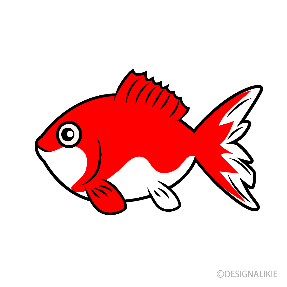 赤い金魚
