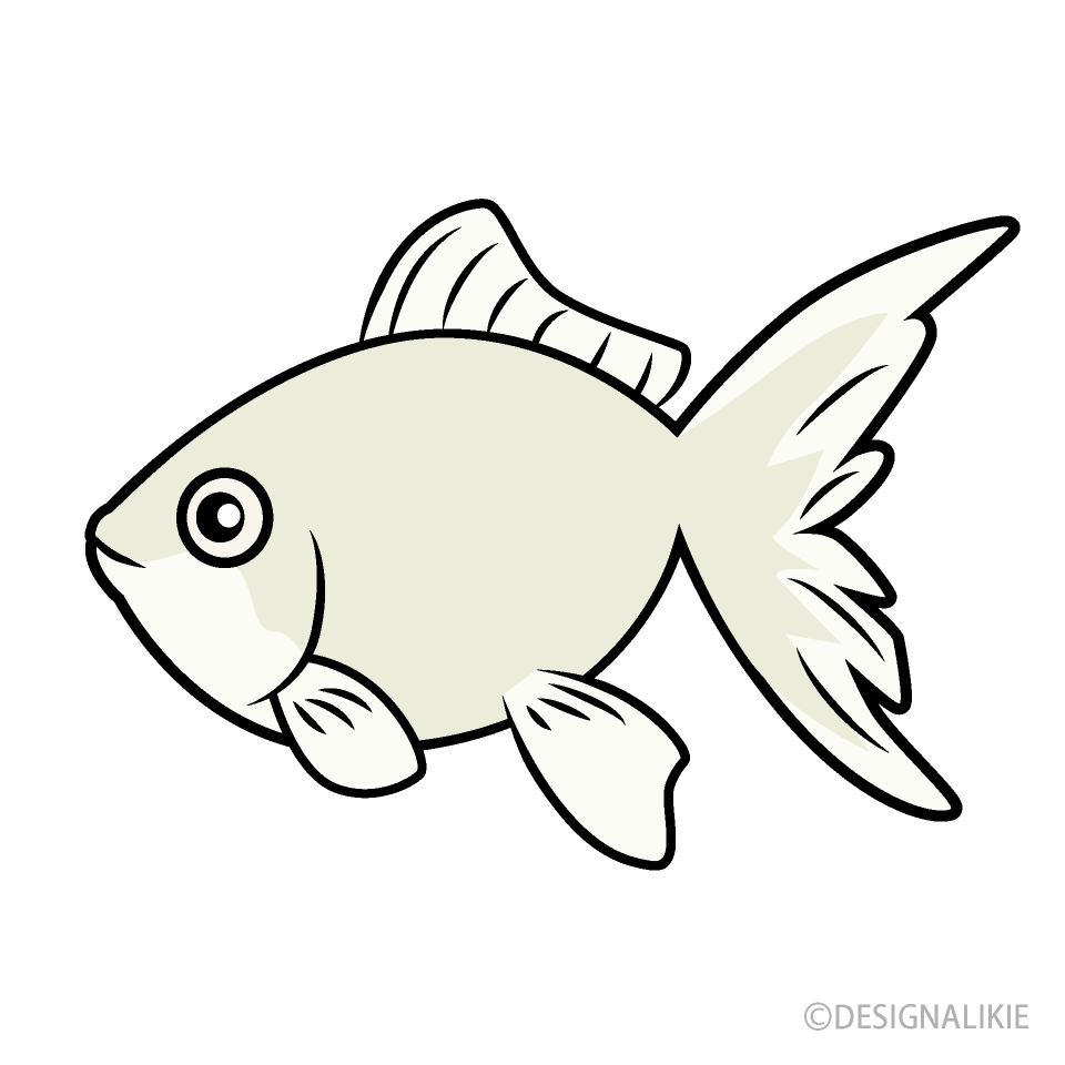 白色の金魚