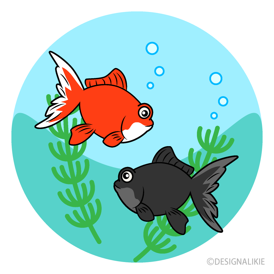 水中の赤と黒の金魚