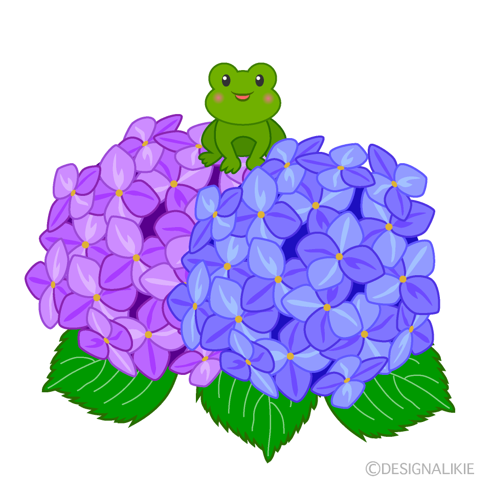 カエルとアジサイの花イラストのフリー素材 イラストイメージ