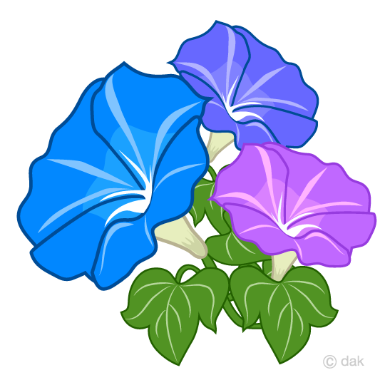 三色の朝顔の花イラストのフリー素材 イラストイメージ