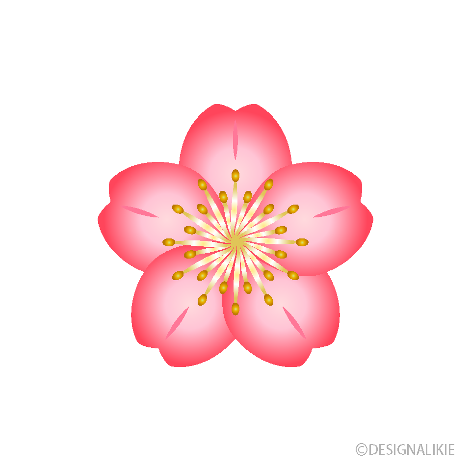 綺麗な桜の花イラストのフリー素材 イラストイメージ