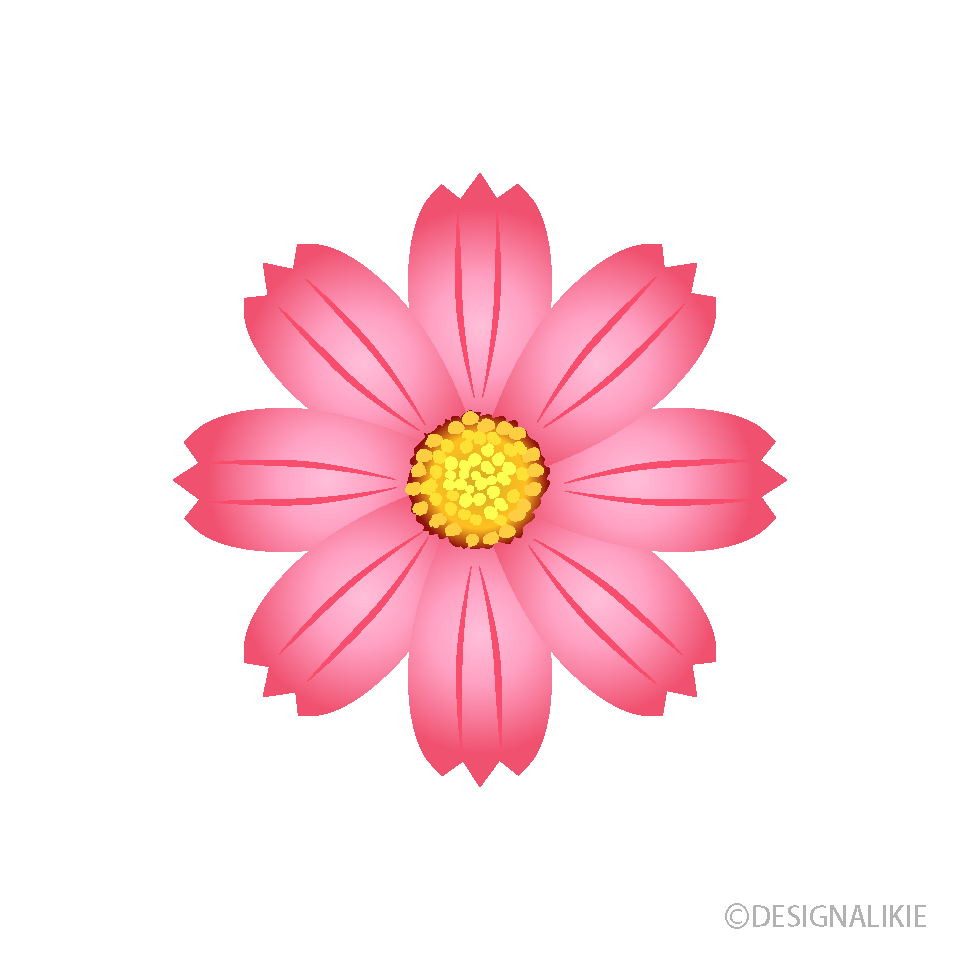ピンク色 コスモスの花イラストのフリー素材 イラストイメージ