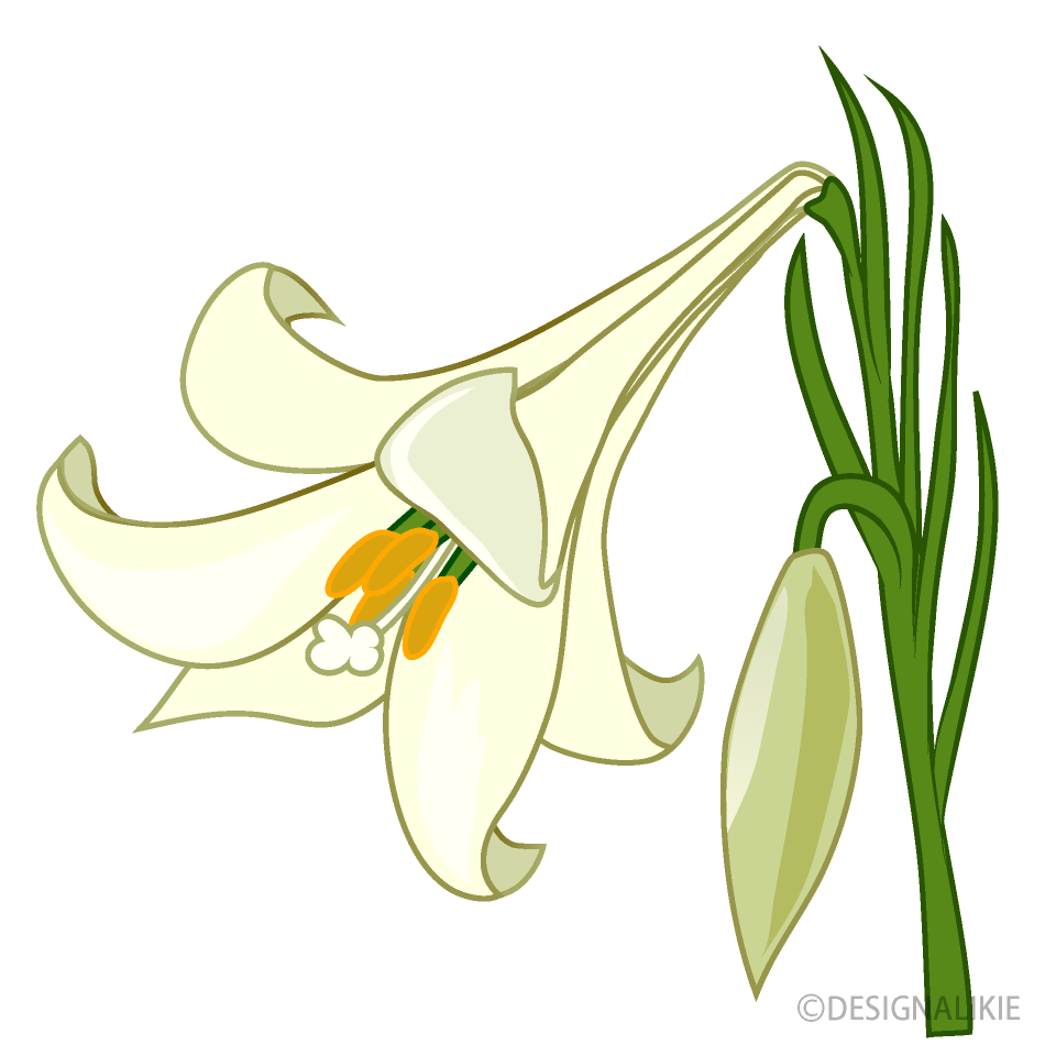 白いユリの花の無料イラスト素材 イラストイメージ