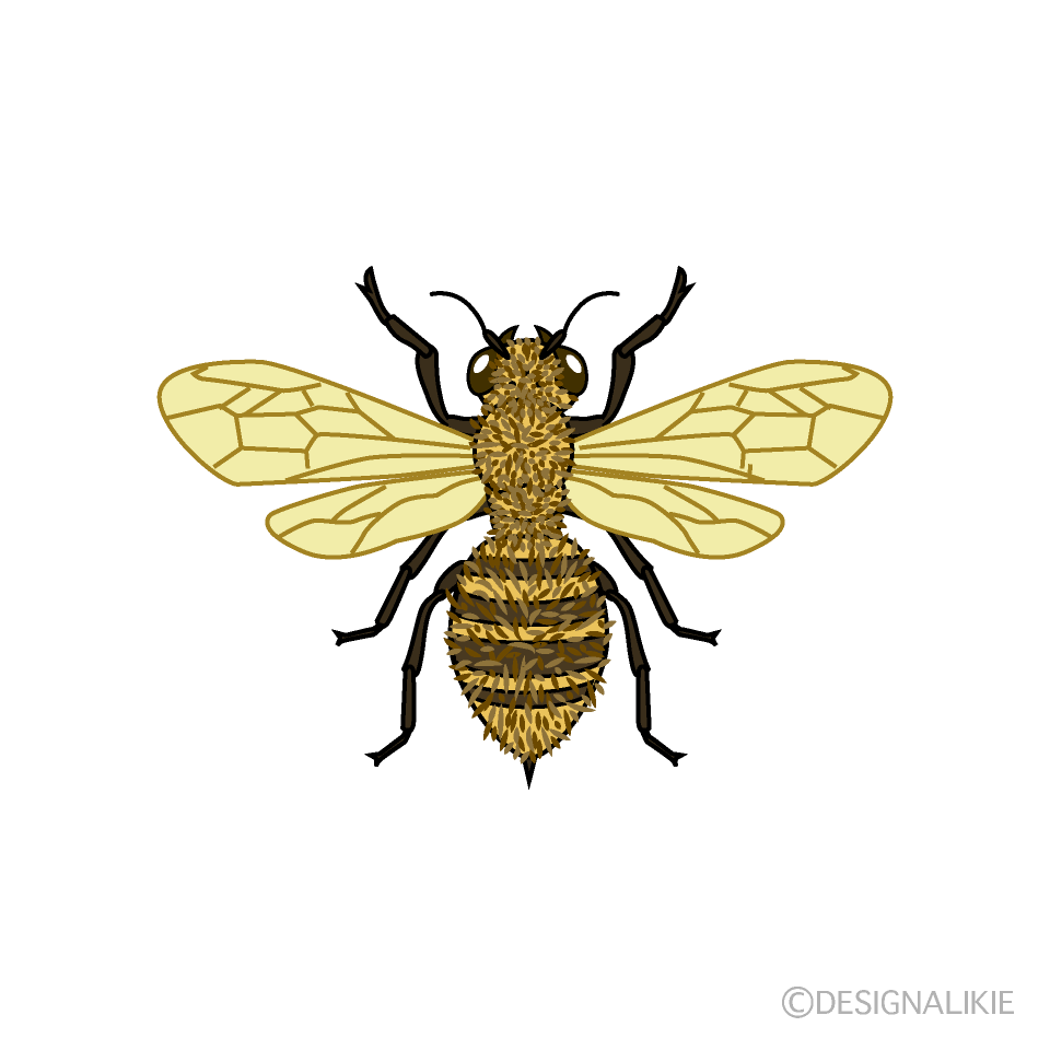 ミツバチの無料イラスト素材 イラストイメージ