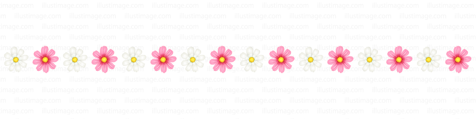 ピンクと白色のコスモスのライン 線の無料イラスト素材 イラストイメージ