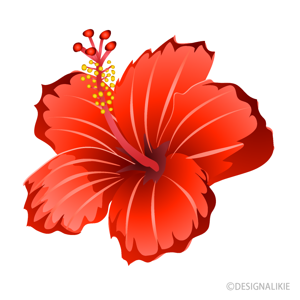 ハイビスカスの花の無料イラスト素材 イラストイメージ