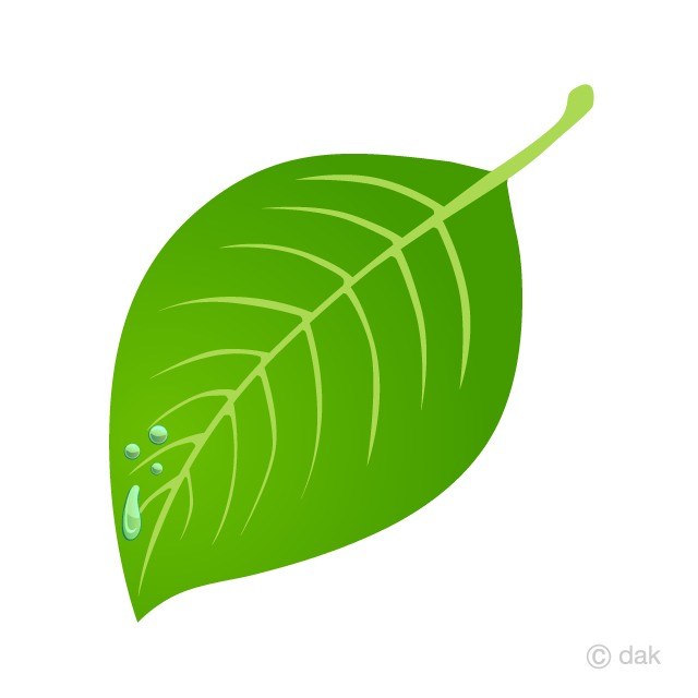 水滴の付いた葉っぱの無料イラスト素材 イラストイメージ