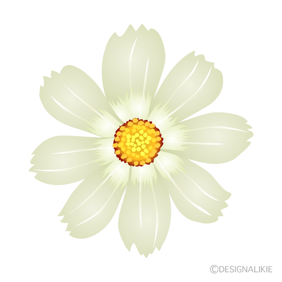 白色コスモスの花の無料イラスト素材 イラストイメージ