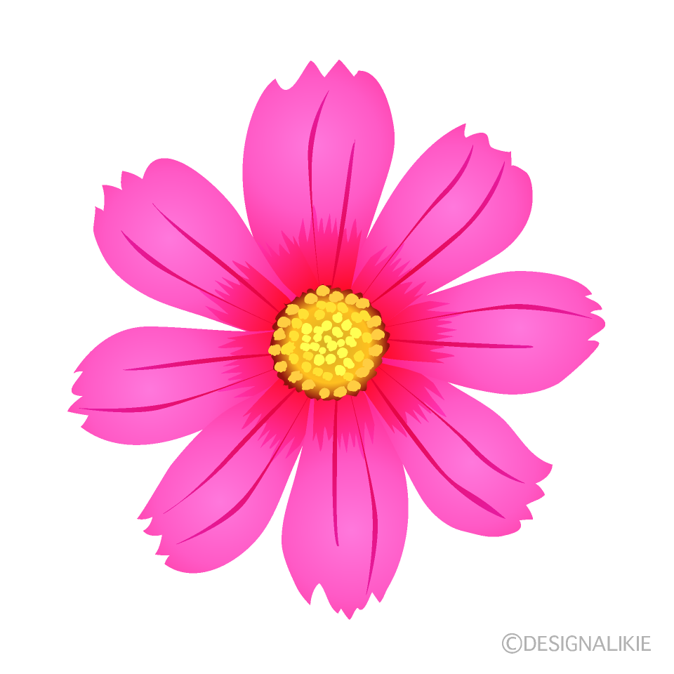 濃いピンク色のコスモスの無料イラスト素材 イラストイメージ