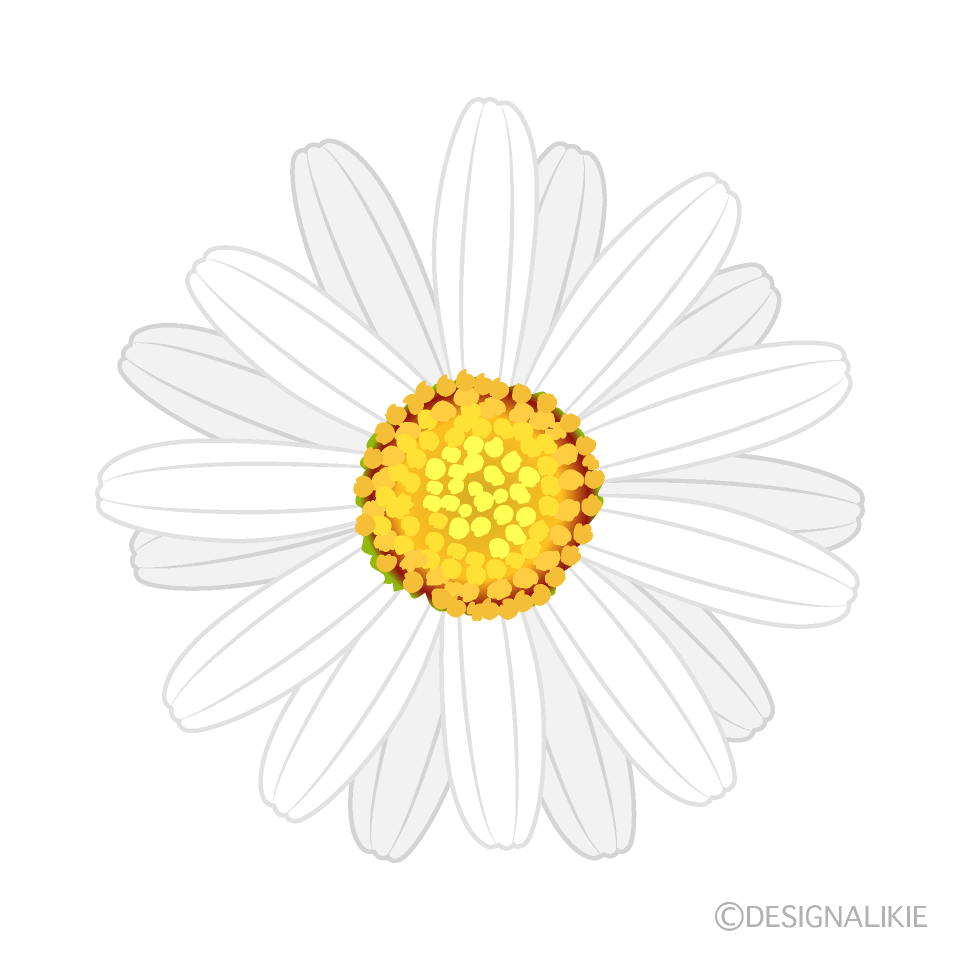 白色マーガレットの花イラストのフリー素材 イラストイメージ