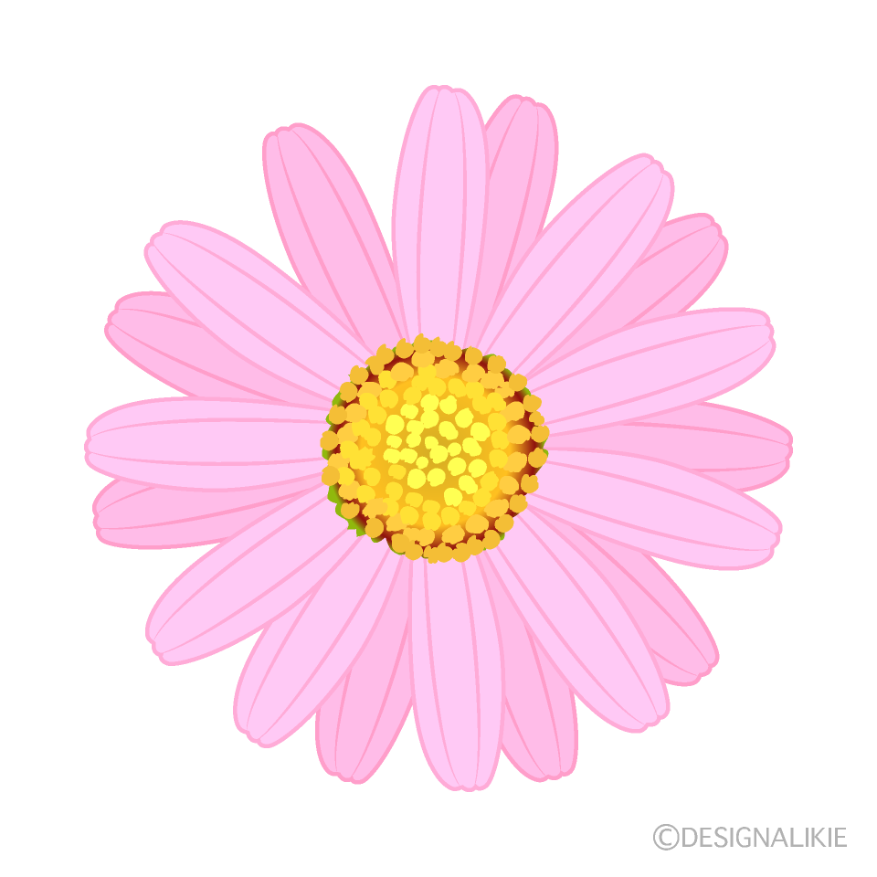 ピンク色マーガレットの花イラストのフリー素材 イラストイメージ